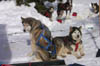 Huskies, SnoBASH 1-30-99