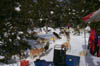 Lots of dogs, SnoBASH 1-30-99