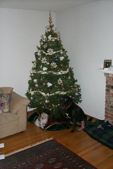 Dogs_At_Christmas_Tree_99_1