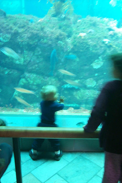 Monterey_Aquarium_2-21-00_6