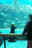 Monterey_Aquarium_2-21-00_6