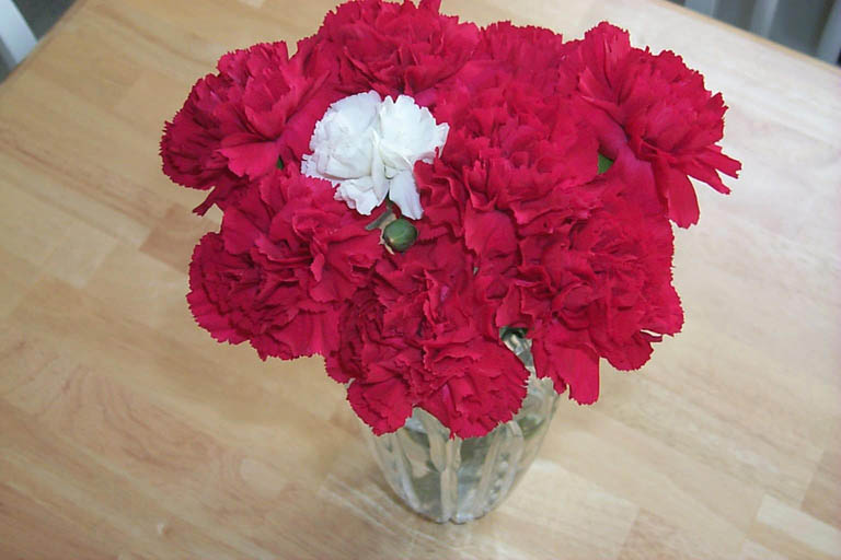 Carnations