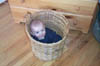 Asten in basket, 2, 02-14-99