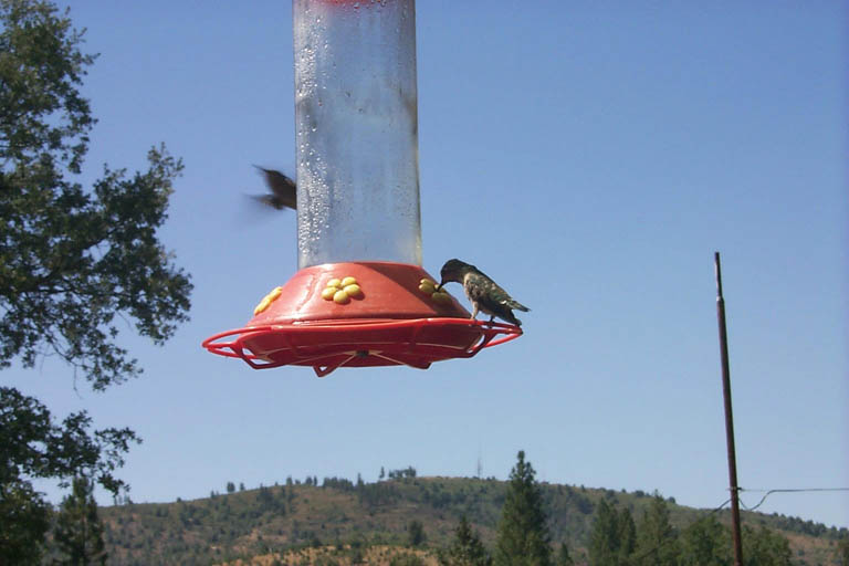 1999-07-18_Hummingbirds_1