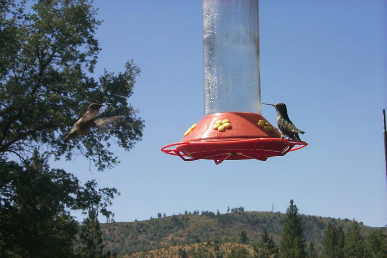 1999-07-18_Hummingbirds_2