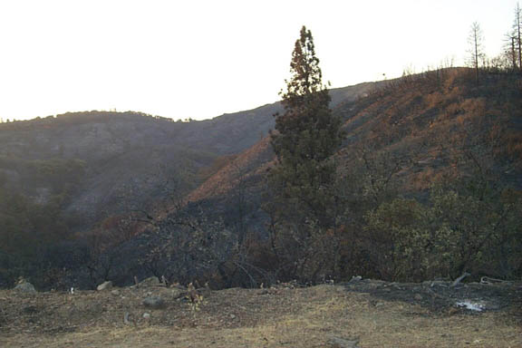 Pilot_Ridge_Fire_4