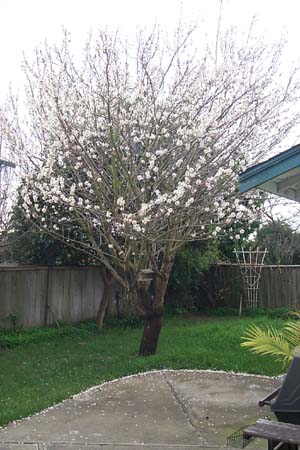 2000-02-21_Almond_Blossoms