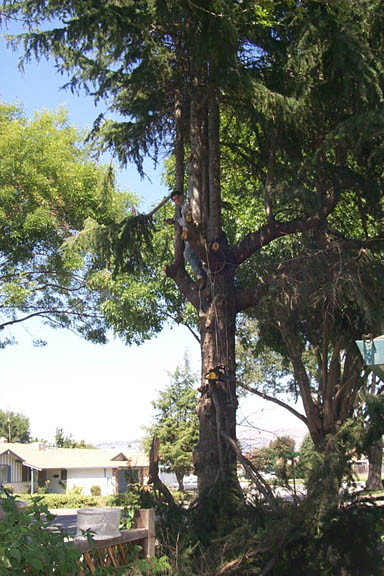 Tree_trimming_1_9-09-00