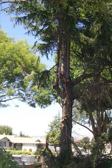 Tree_trimming_2_9-09-00