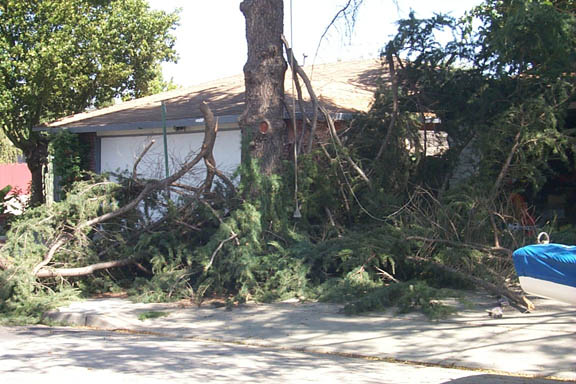 Tree_trimming_4_9-09-00