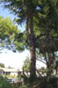 Tree_trimming_1_9-09-00