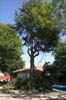 Tree_trimming_3_9-09-00
